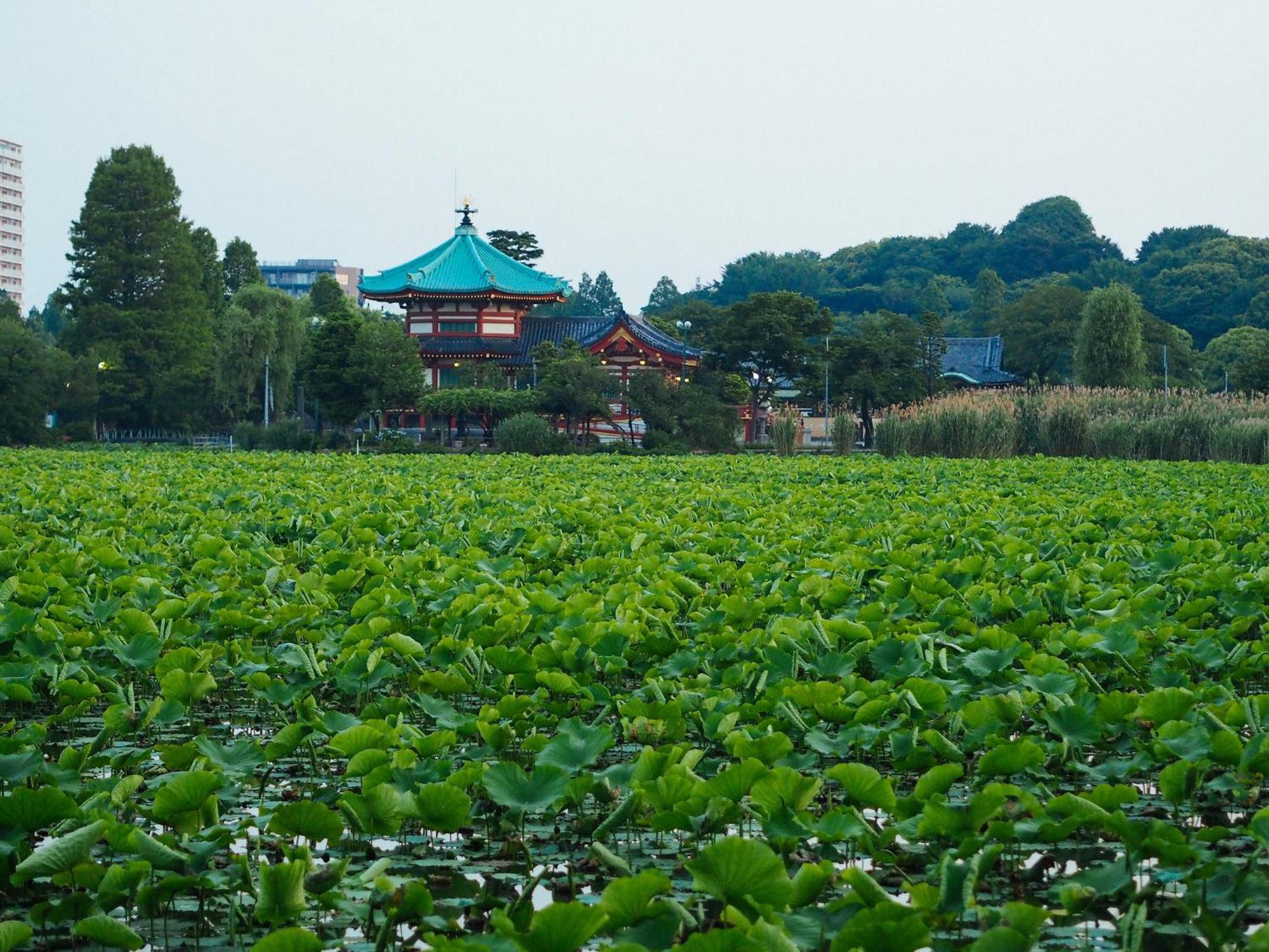 Tora Hotel Asakusa Tokyo prefektur Exteriör bild